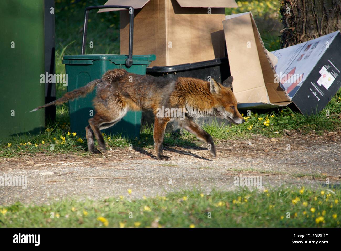 La volpe rossa urbana passa accanto ai bidoni e alle scatole di cartone in una strada residenziale in Inghilterra. Horley, Inghilterra Foto Stock