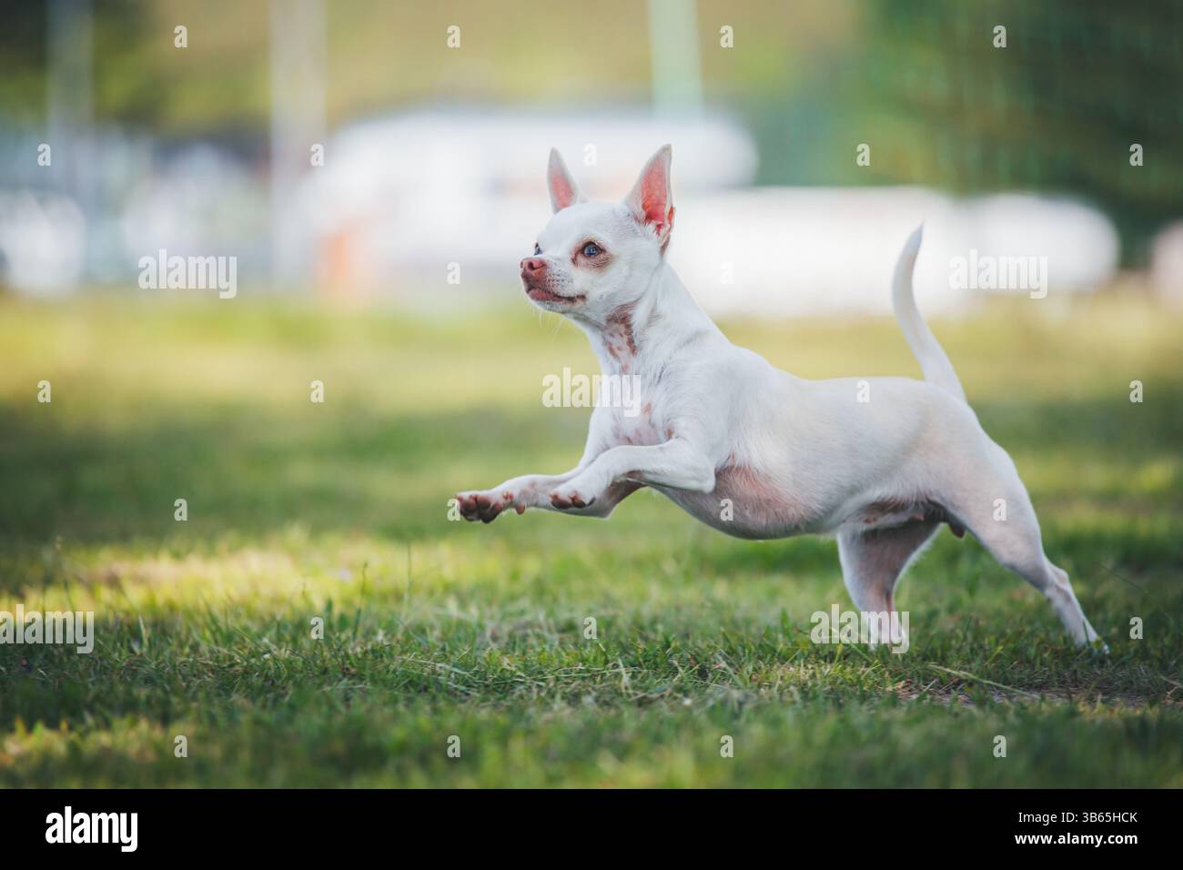 Chihuahua Foto Stock