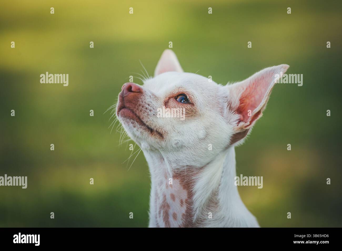 Chihuahua Foto Stock