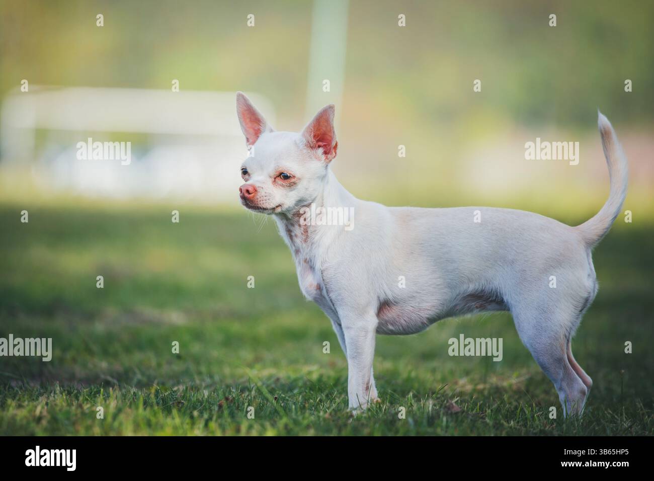 Chihuahua Foto Stock