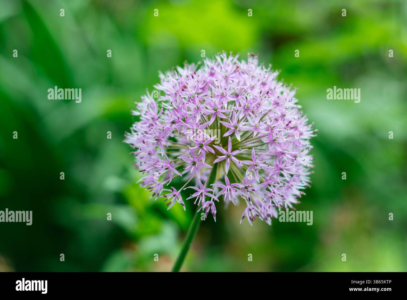 Cipolla grande (Allium hollandicum) con testa sferica lilla-viola in giardino. Foto Stock