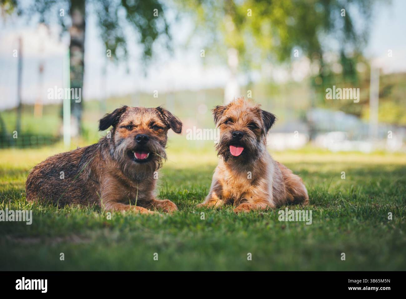 Border Terrier Foto Stock