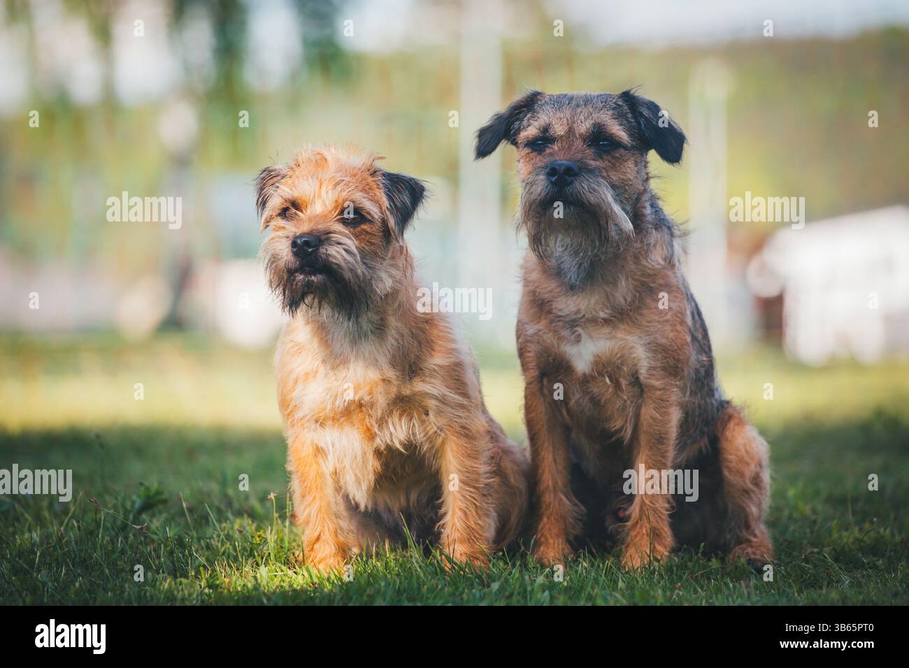 Border Terrier Foto Stock