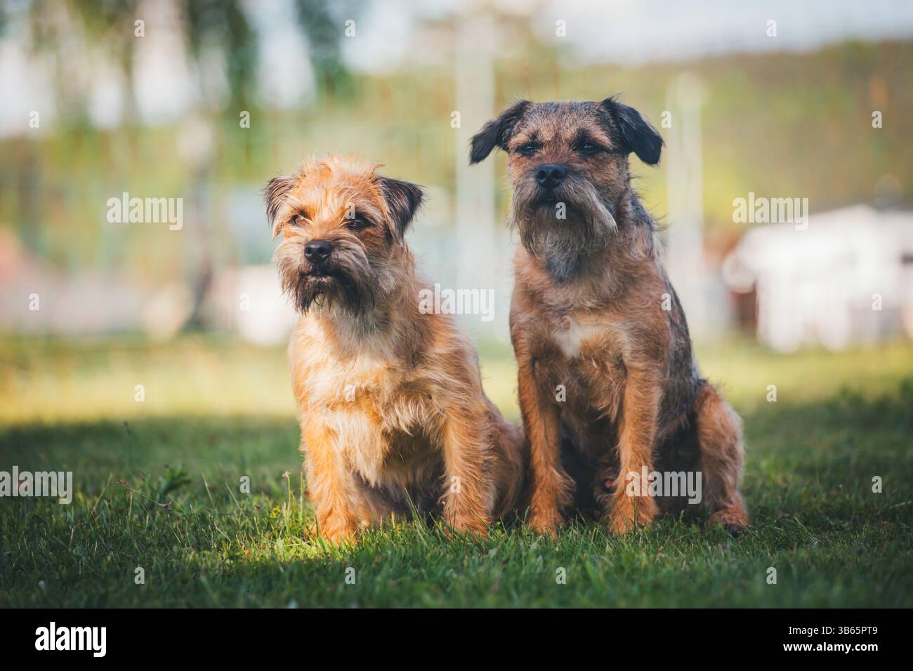 Border Terrier Foto Stock