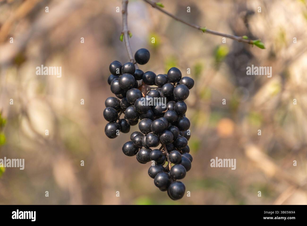 Bacche nere di Ligustrum vulgare. Privet selvatico, privet comune o privet europeo. un arbusto deciduo. Foto Stock