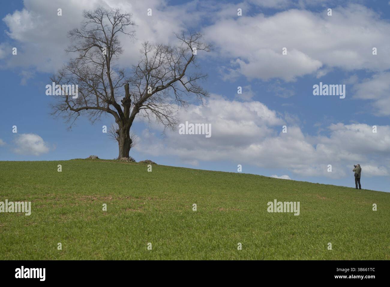 Quercia solitaria su una collina di un campo con fotografo, Schorfheide, Brandeburgo, Germania, Europa Foto Stock