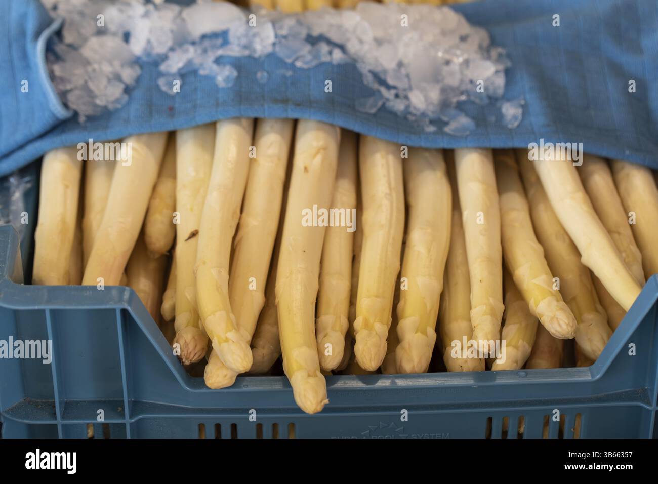 Asparagi freschi della fattoria - vendita diretta al Kaiserstuhl Foto Stock