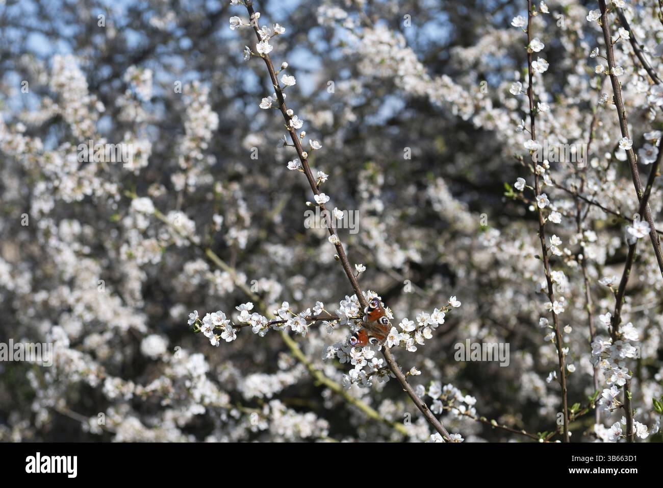 Siepe fiorente (Prunus spinosa) con occhio di pavone, riserva della biosfera di Schorfheide-Chorin, Brandeburgo, Germania, Europa Foto Stock
