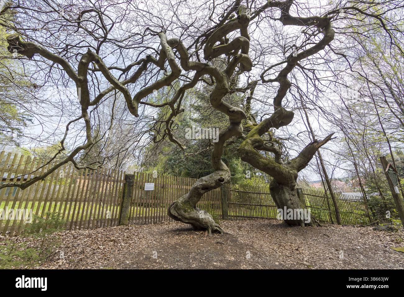 Suentelbuchen, faggio di rame (Fagus sylvatica), foresta di Tharandt, Sassonia, Germania, Europa Foto Stock