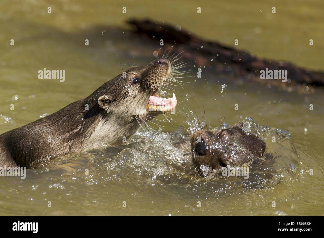 Due lontre di fiume che giocano in acqua, una a bocca aperta, spruzzi d'acqua intorno, lontra europea (Lutra lutra), Germania, Europa Foto Stock