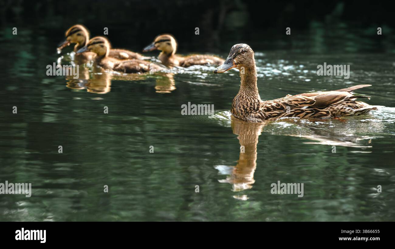 un'anatra madre che nuota con tre graziose pulcini su un fiume al sole, 16x9 Foto Stock
