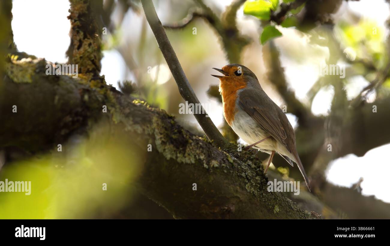 un simpatico robin cantava su un albero, erithacus rubecula, marrone, verde, rosso, 16:9 Foto Stock