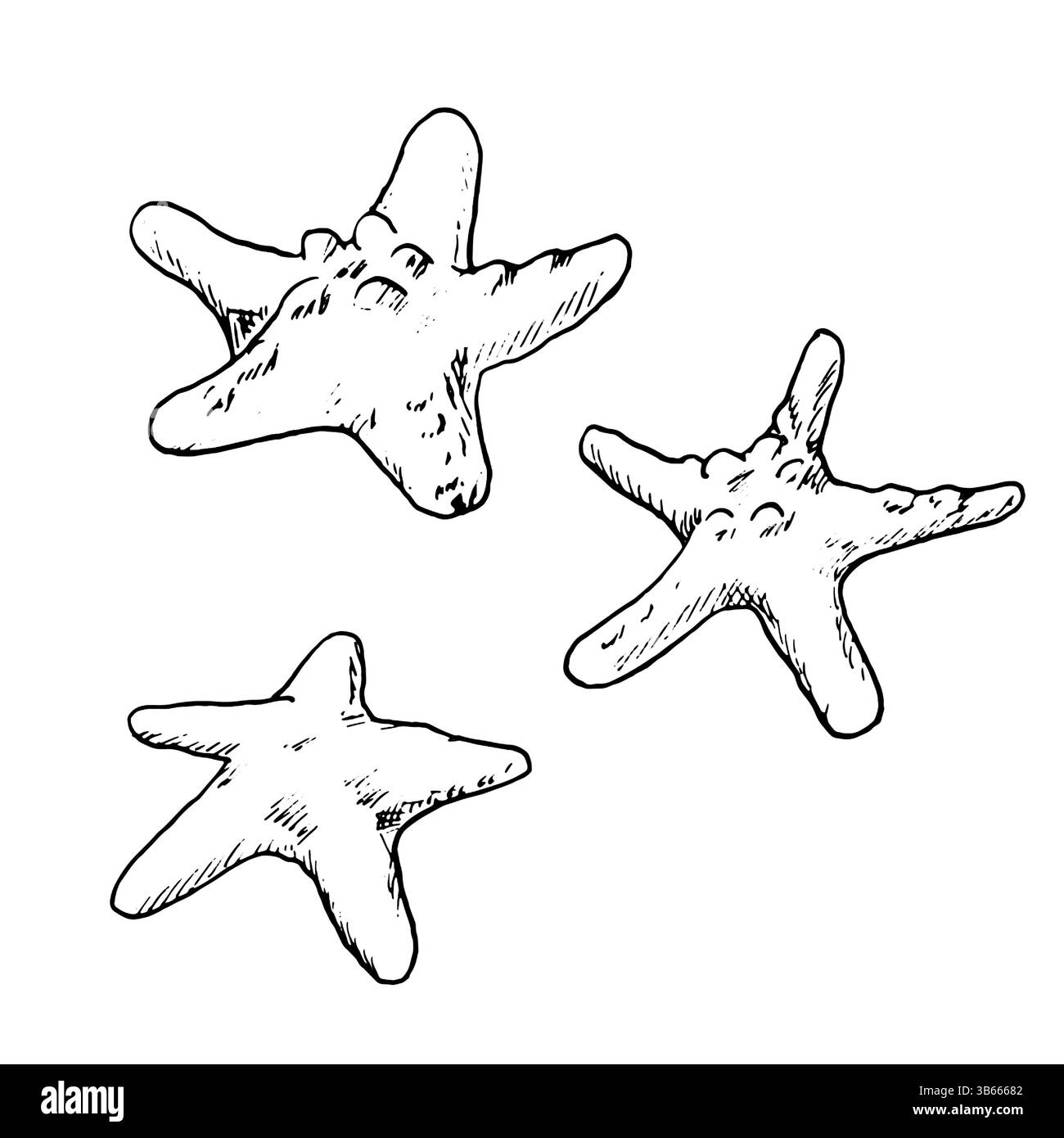 Stelle marine e oceaniche, uno schizzo in inchiostro bianco e nero. Illustrazione vettoriale. Una serie di stelle marine dal fondo del mondo sottomarino sono isolate su W. Illustrazione Vettoriale