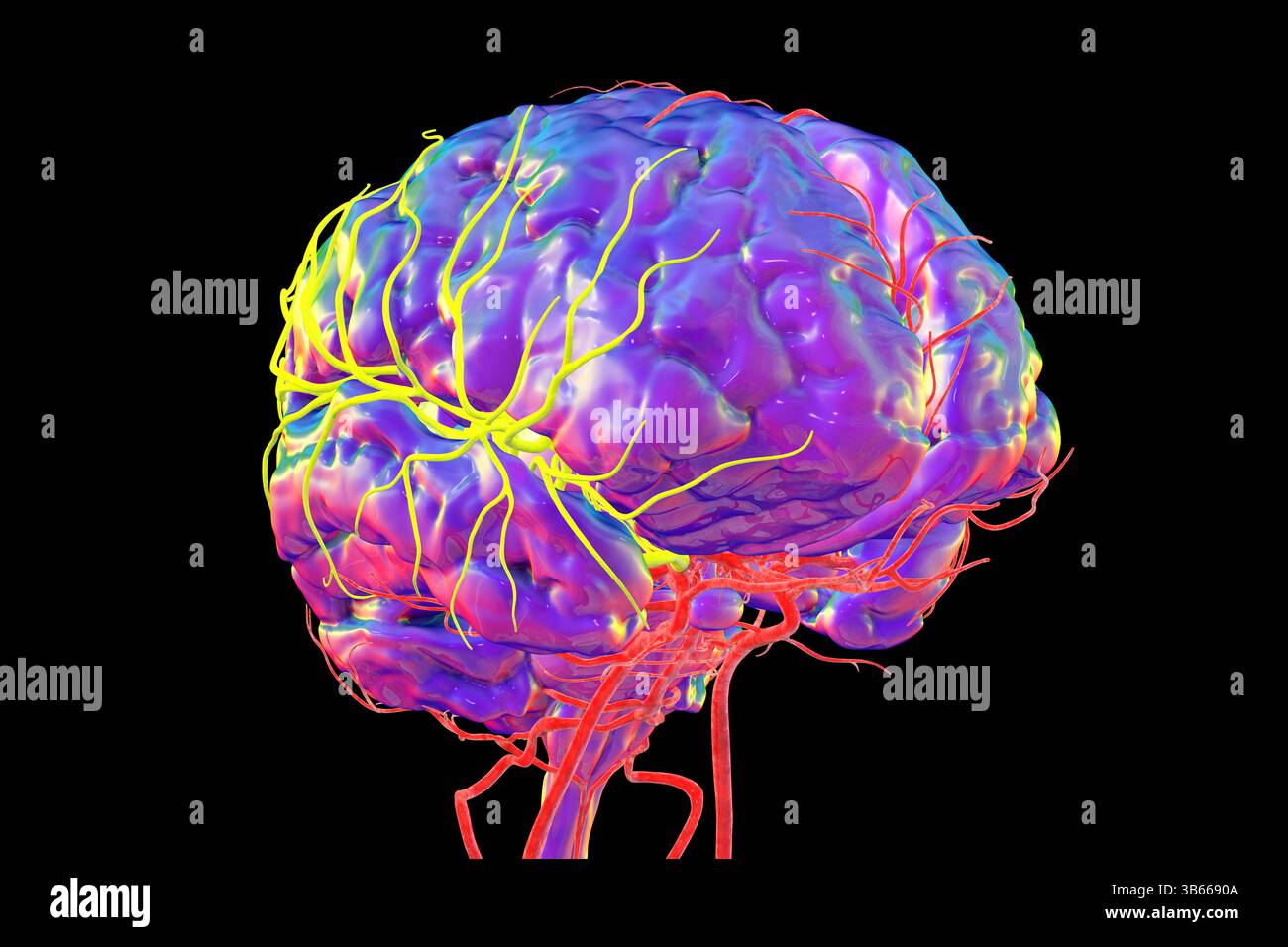 Illustrazione dell'afflusso di sangue arterioso del cervello umano con l'arteria cerebrale centrale evidenziata (gialla). Foto Stock