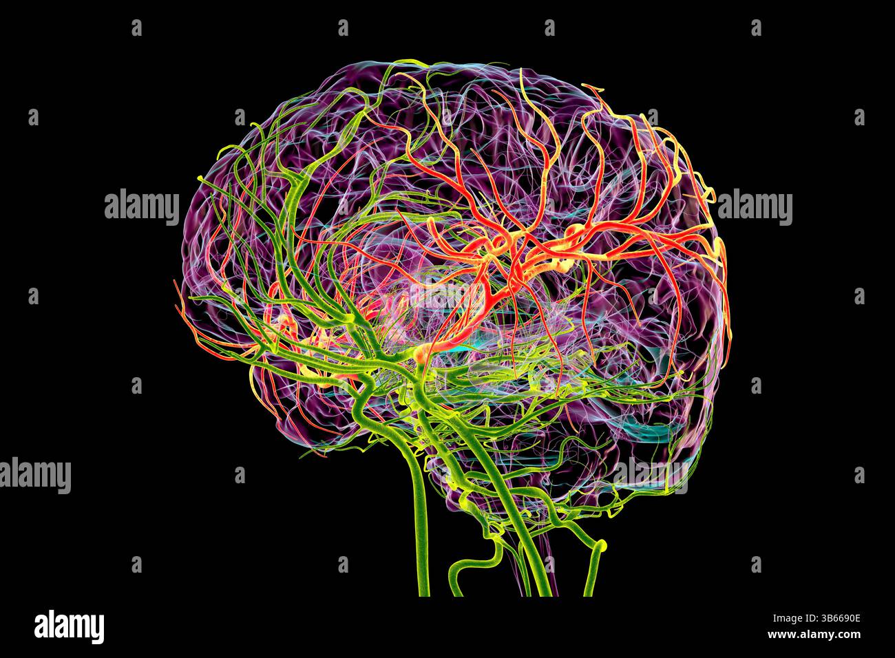 Illustrazione dell'afflusso di sangue arterioso del cervello umano con l'arteria cerebrale centrale evidenziata (gialla). Foto Stock