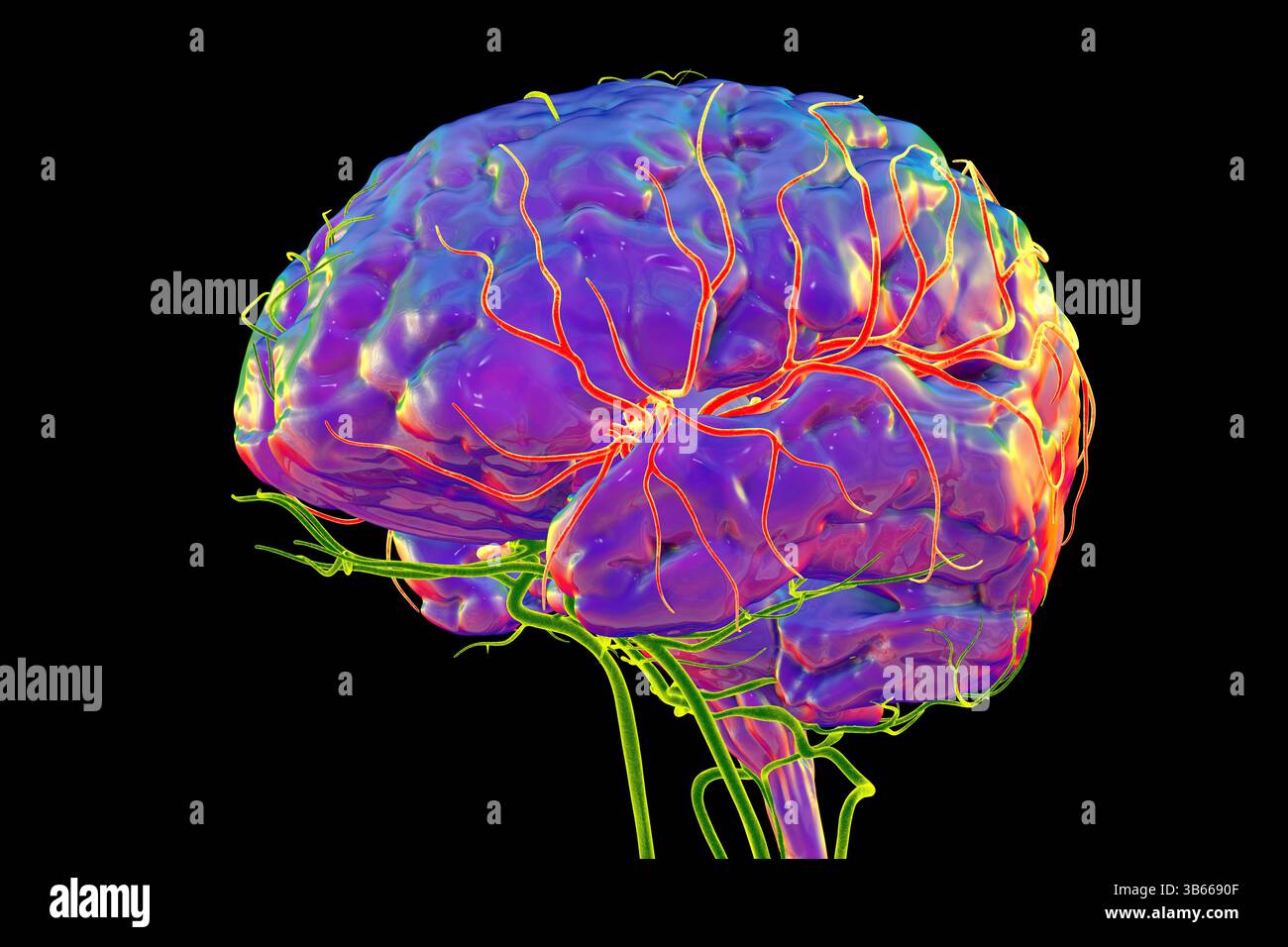 Illustrazione dell'afflusso di sangue arterioso del cervello umano con l'arteria cerebrale centrale evidenziata (gialla). Foto Stock