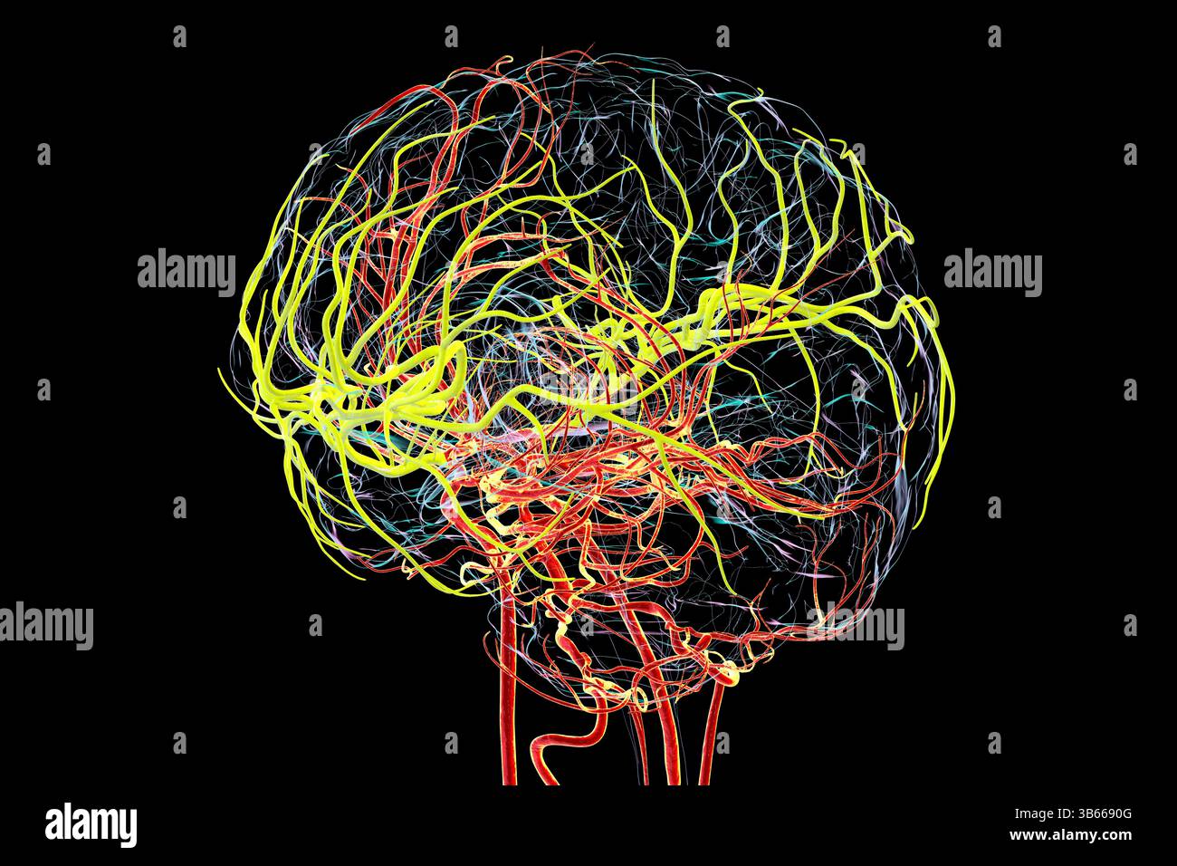 Illustrazione dell'afflusso di sangue arterioso del cervello umano con l'arteria cerebrale centrale evidenziata (gialla). Foto Stock
