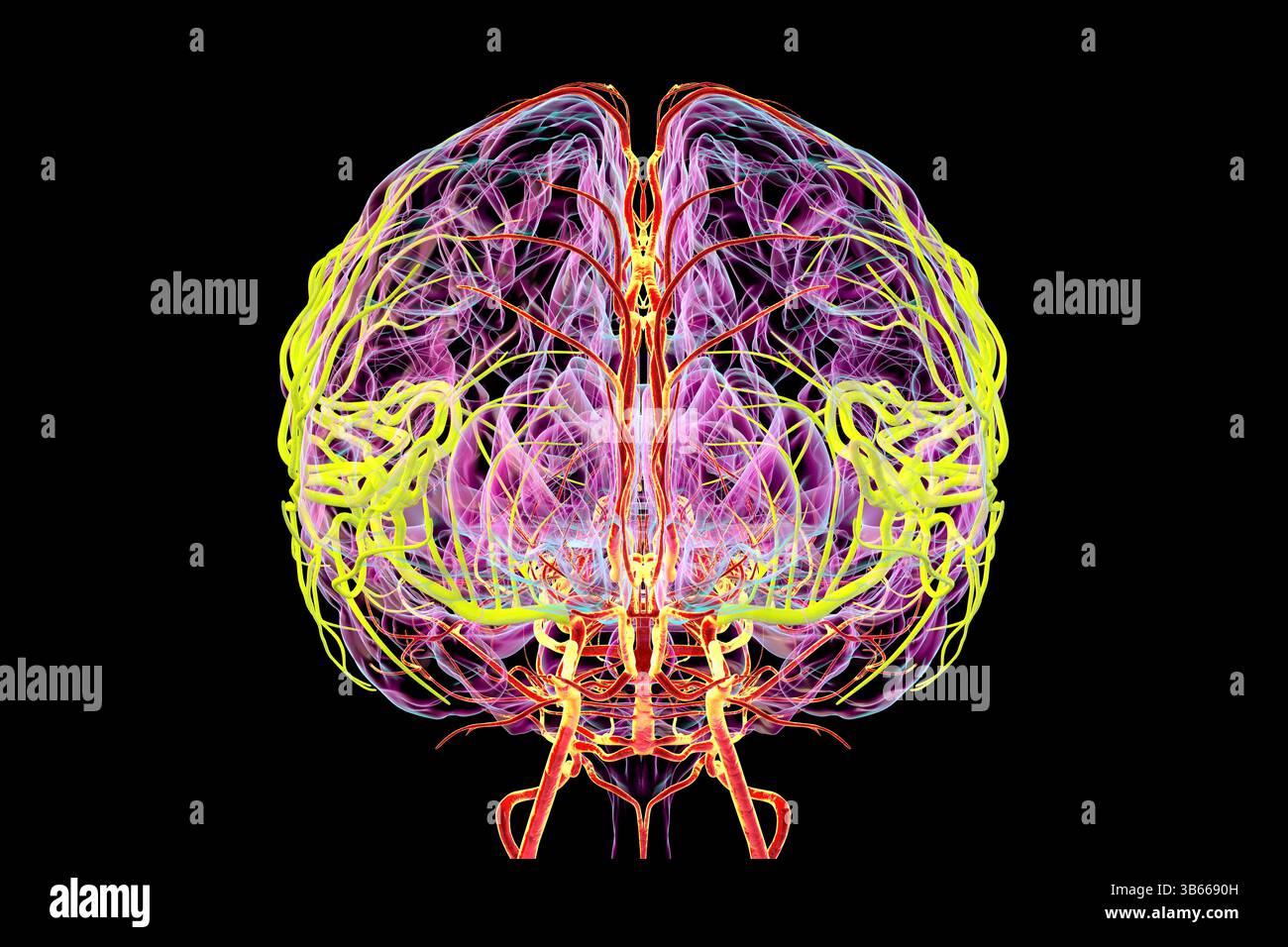 Illustrazione dell'afflusso di sangue arterioso del cervello umano con l'arteria cerebrale centrale evidenziata (gialla). Foto Stock