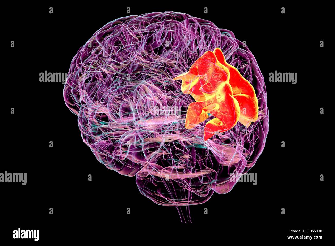 Cervello umano con il circolo precuneo evidenziato, mostrando il suo ruolo nella riflessione di sé, nella memoria, nella consapevolezza spaziale, e il suo coinvolgimento in varie condizioni neuropsichiatriche, nell'illustrazione al computer. Foto Stock