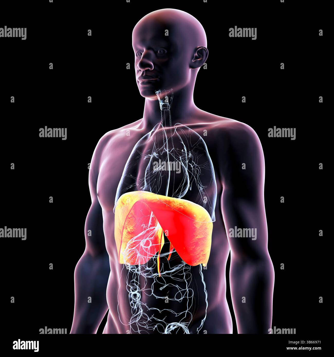 Illustrazione dell'anatomia del corpo umano con diaframma evidenziato. Il diaframma è un muscolo respiratorio primario, essenziale per la respirazione e l'espansione polmonare. Foto Stock