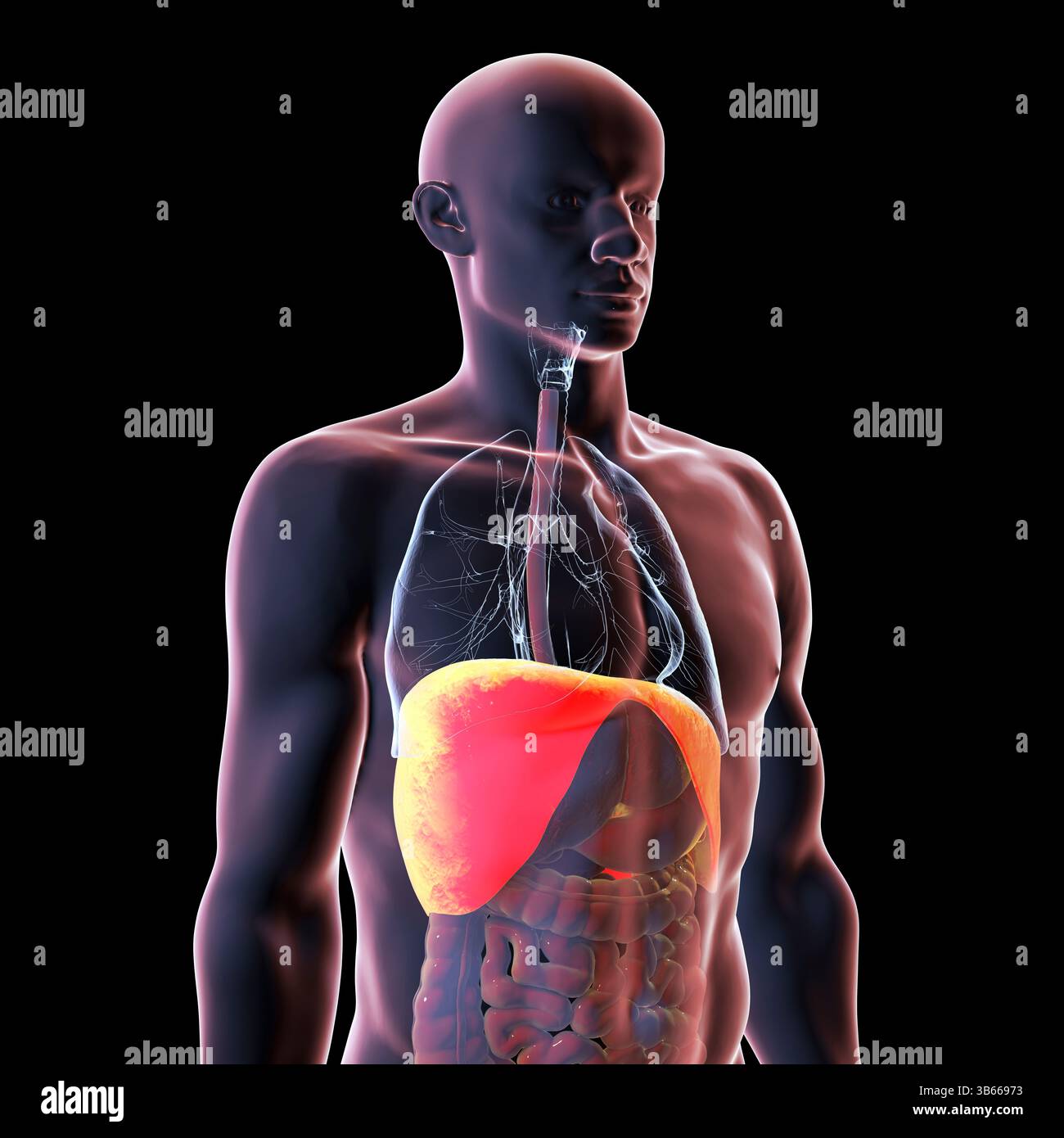 Illustrazione dell'anatomia del corpo umano con diaframma evidenziato. Il diaframma è un muscolo respiratorio primario, essenziale per la respirazione e l'espansione polmonare. Foto Stock