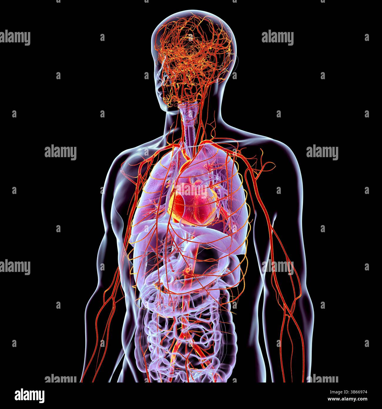 Illustrazione dell'anatomia del corpo umano con i sistemi respiratori, digestivi, cardiaci e arteriosi evidenziati, che mostra gli organi principali e il flusso sanguigno. Foto Stock