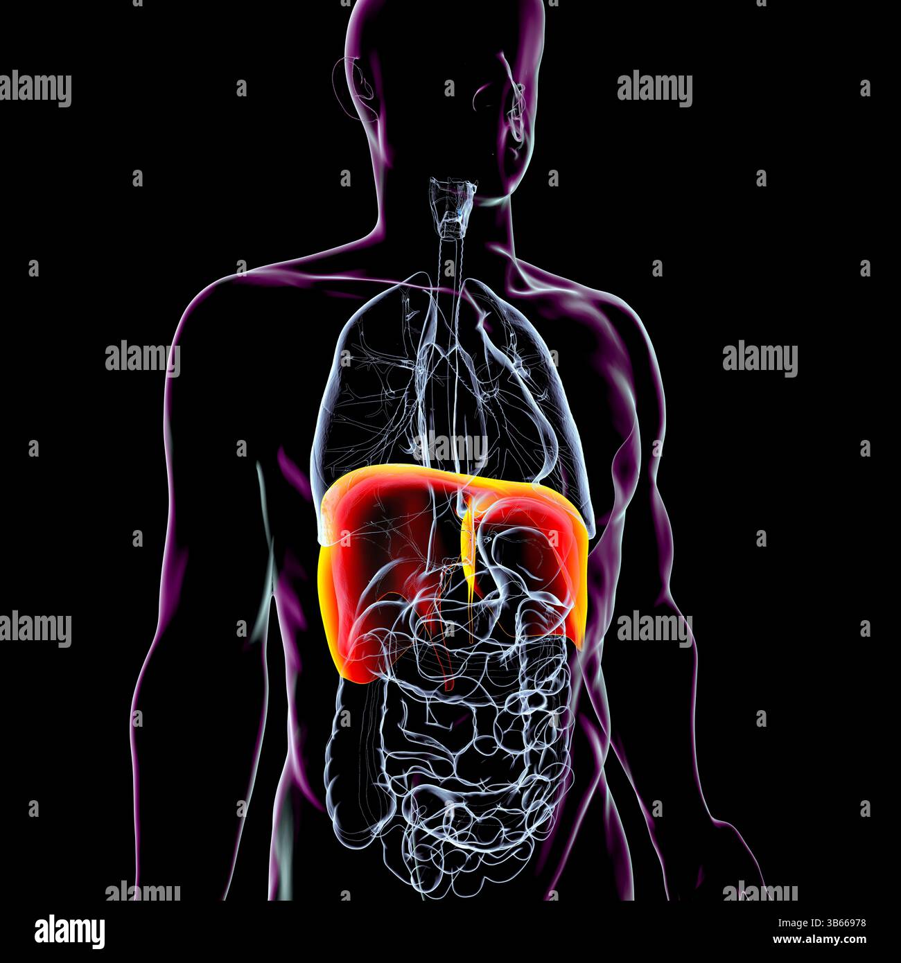 Illustrazione dell'anatomia del corpo umano con diaframma evidenziato. Il diaframma è un muscolo respiratorio primario, essenziale per la respirazione e l'espansione polmonare. Foto Stock