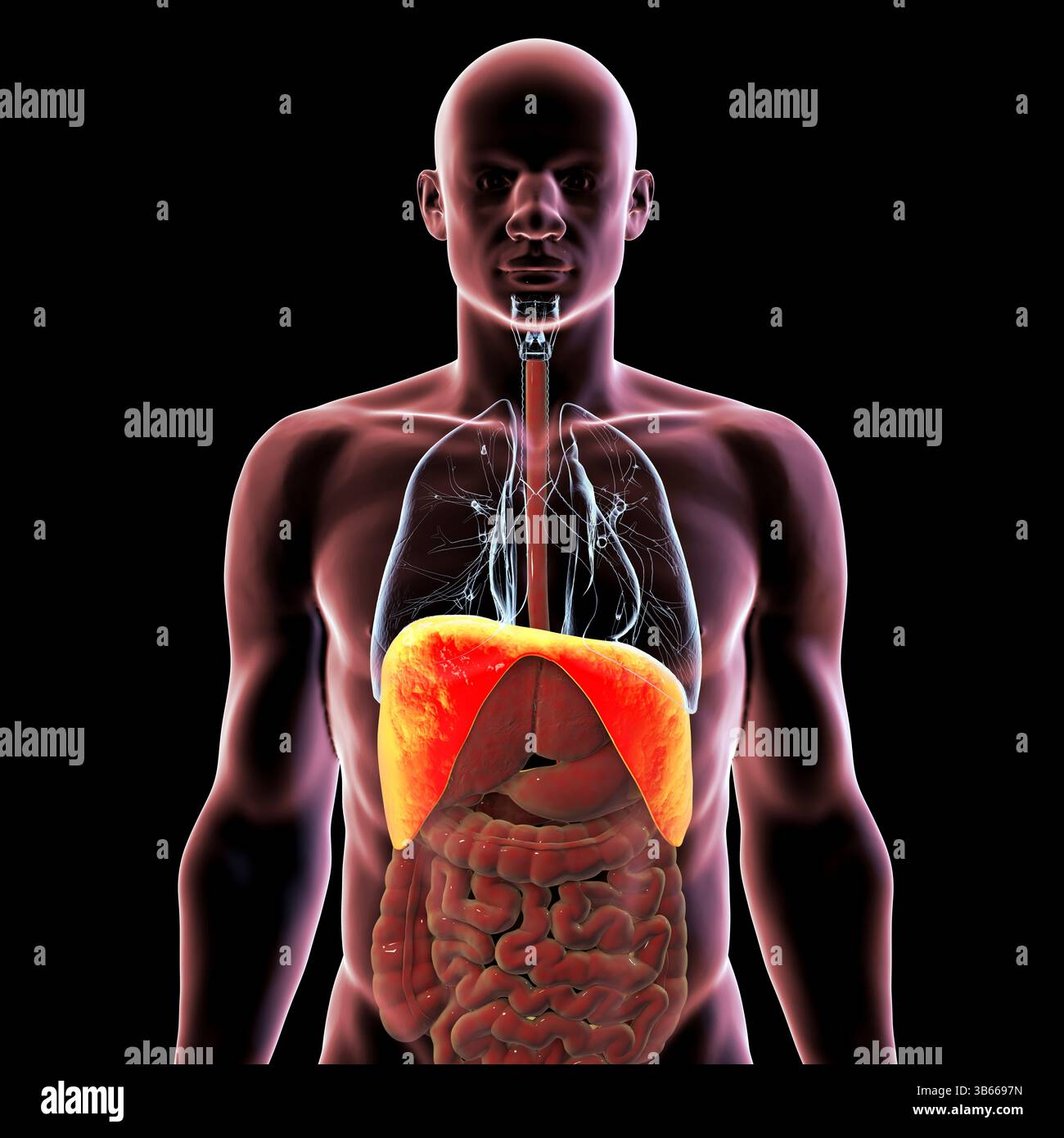 Illustrazione dell'anatomia del corpo umano con diaframma evidenziato. Il diaframma è un muscolo respiratorio primario, essenziale per la respirazione e l'espansione polmonare. Foto Stock