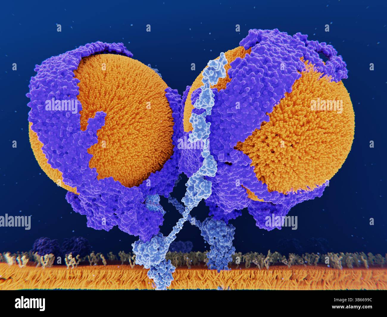 Lipoproteine a bassa densità che si legano ai recettori, figura Foto Stock