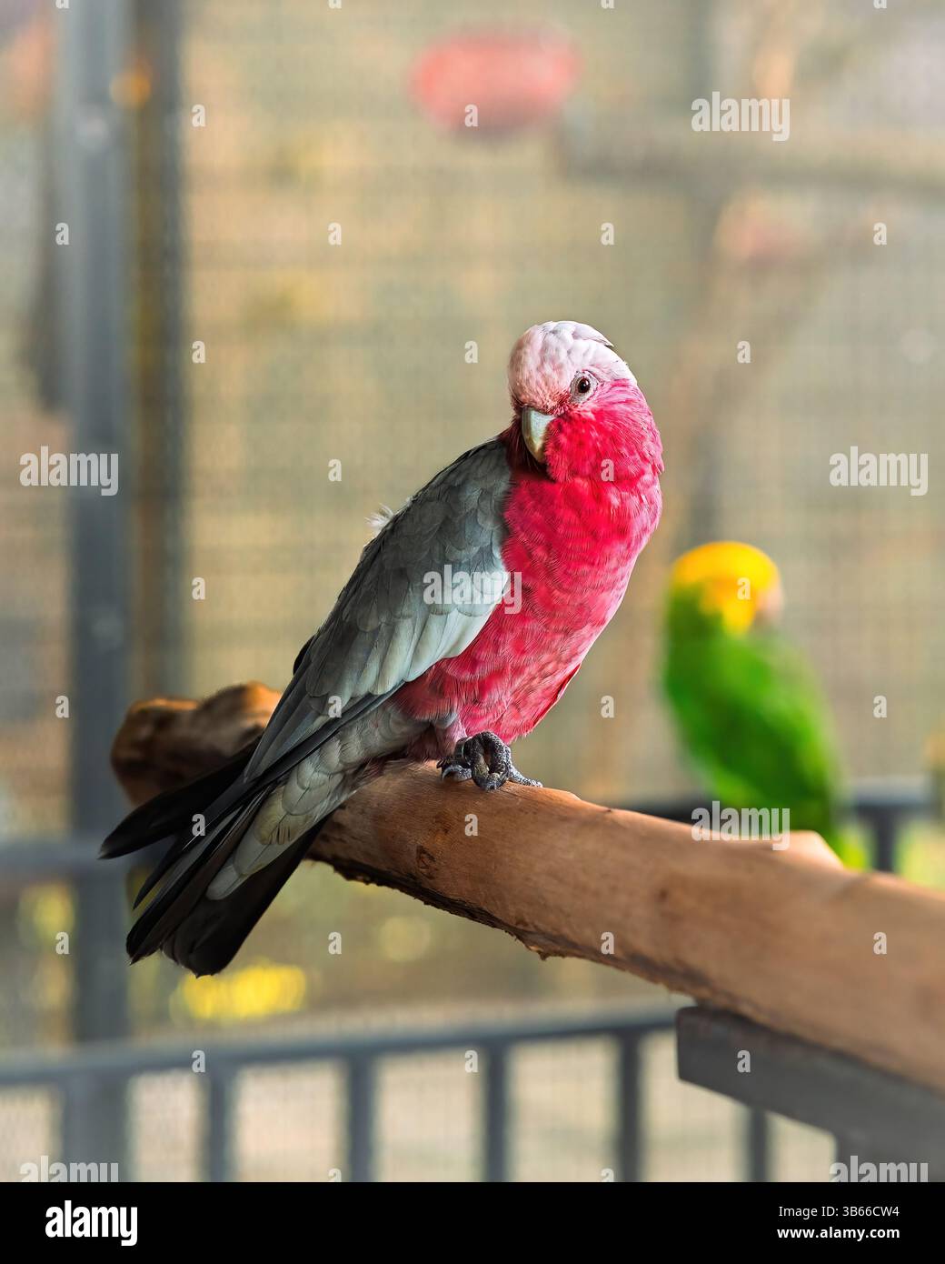 pappagallo con corpo rosa e ali grigie per primi piani Foto Stock