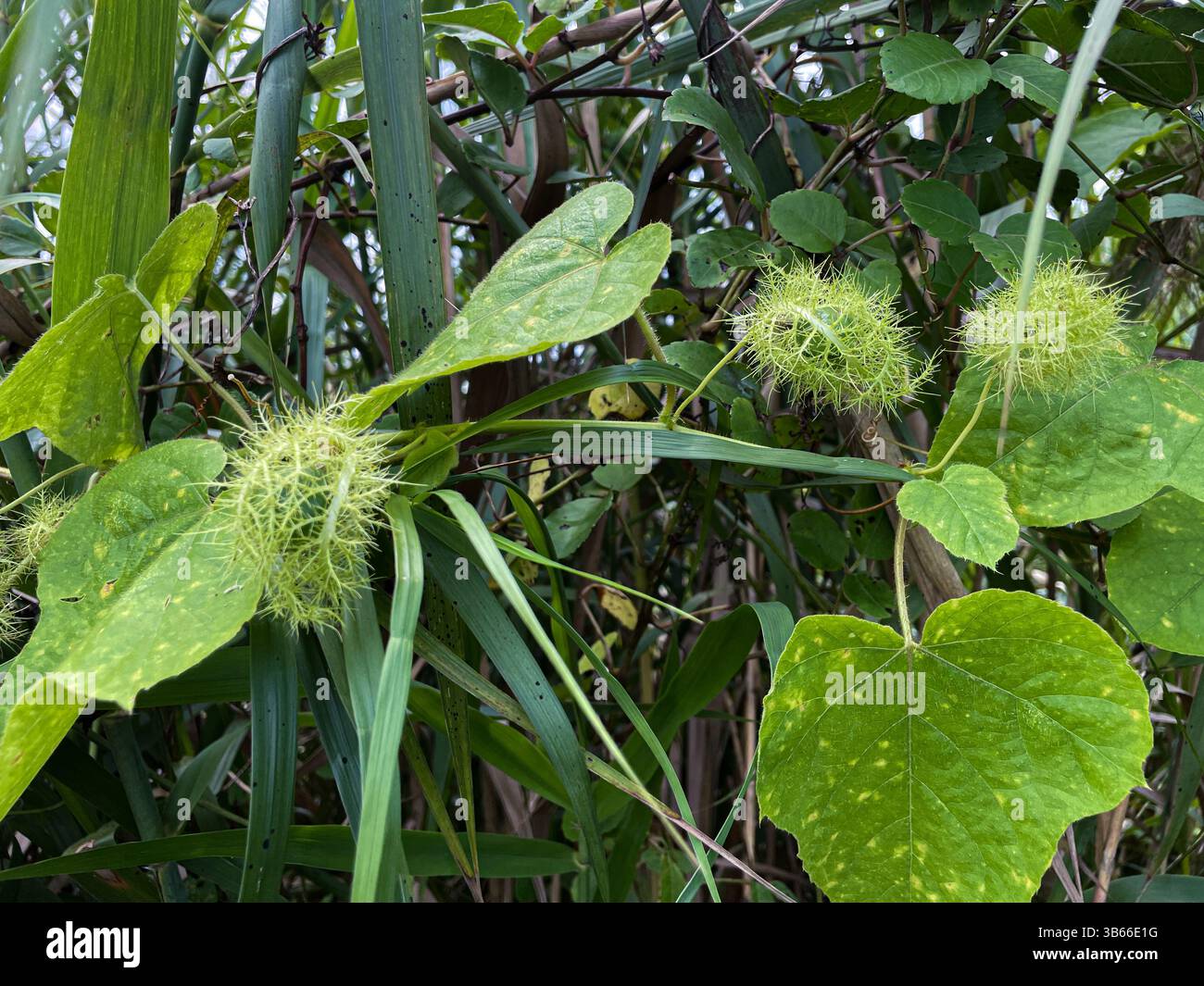 Frutto della passione puzzolente, passiflora foetida Foto Stock