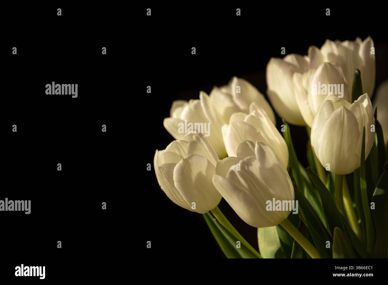 Un bouquet di tulipani bianchi è drammaticamente illuminato da una forte luce su uno sfondo scuro, creando una composizione sorprendente che simboleggia l'eleganza naturale, Foto Stock