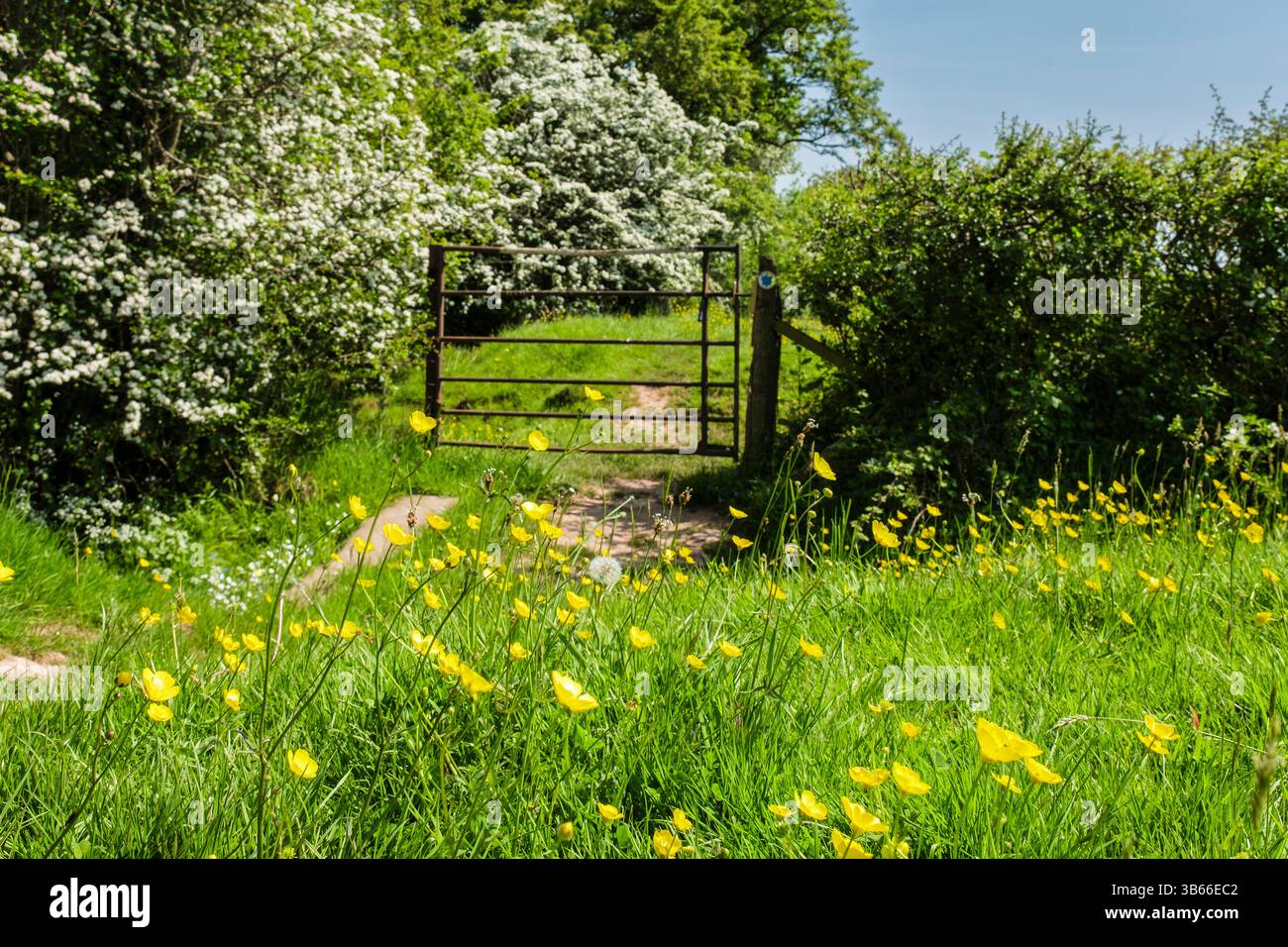 Vista ad angolo basso delle Buttercups in campo per cancello sul sentiero Herefordshire Way nella Golden Valley con Biancospino che fiorisce in estate. Peterchurch Foto Stock