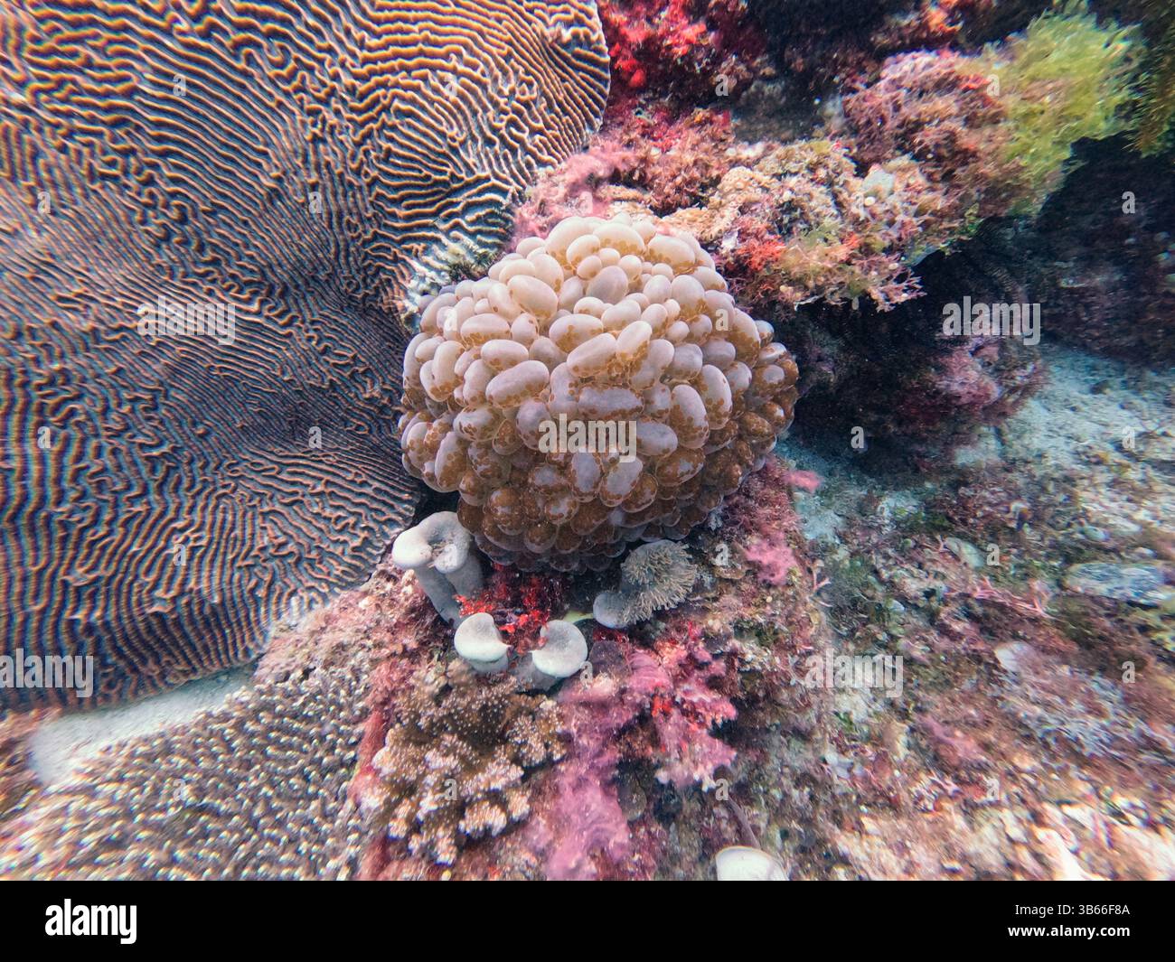 Vita marina subacquea nell'Oceano tropicale Foto Stock