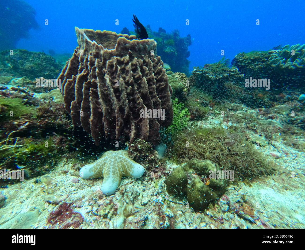 Vita marina subacquea nella spugna di canna e stelle marine dell'oceano tropicale Foto Stock