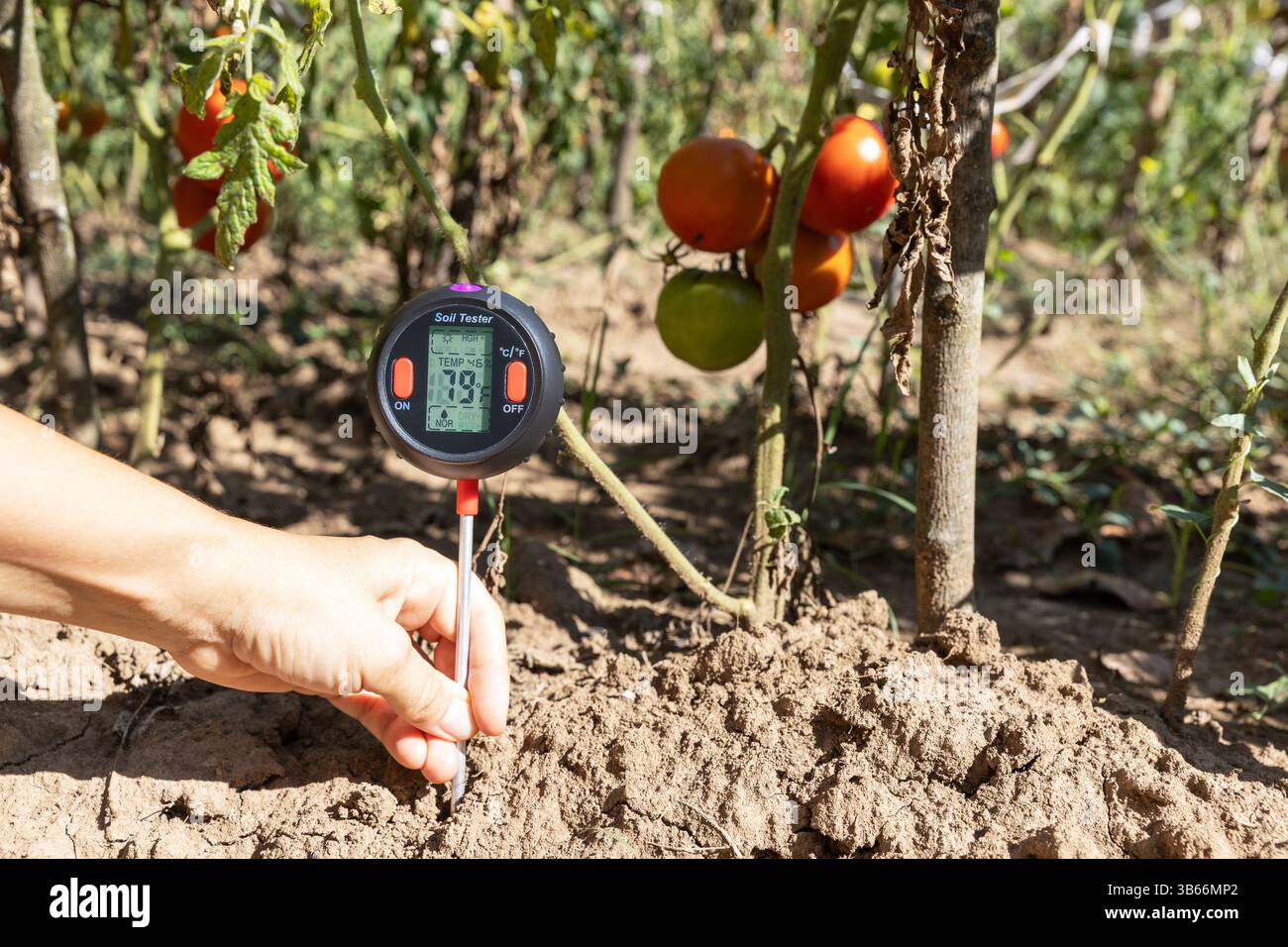 Una persona sta utilizzando un tester digitale del suolo per controllare l'umidità, i livelli di temperatura e l'illuminazione solare in un giardino di pomodori per una migliore salute delle colture Foto Stock