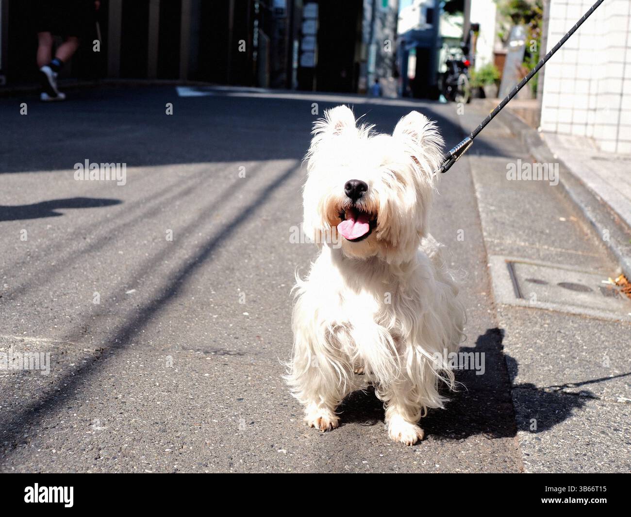 West Highland White Terrier camminando su una strada soleggiata in Giappone Foto Stock