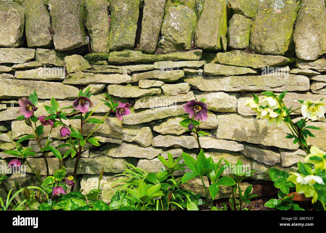 Cime ibride rosa e bianche riparate dai venti di marzo dal muro dei tamburi Foto Stock
