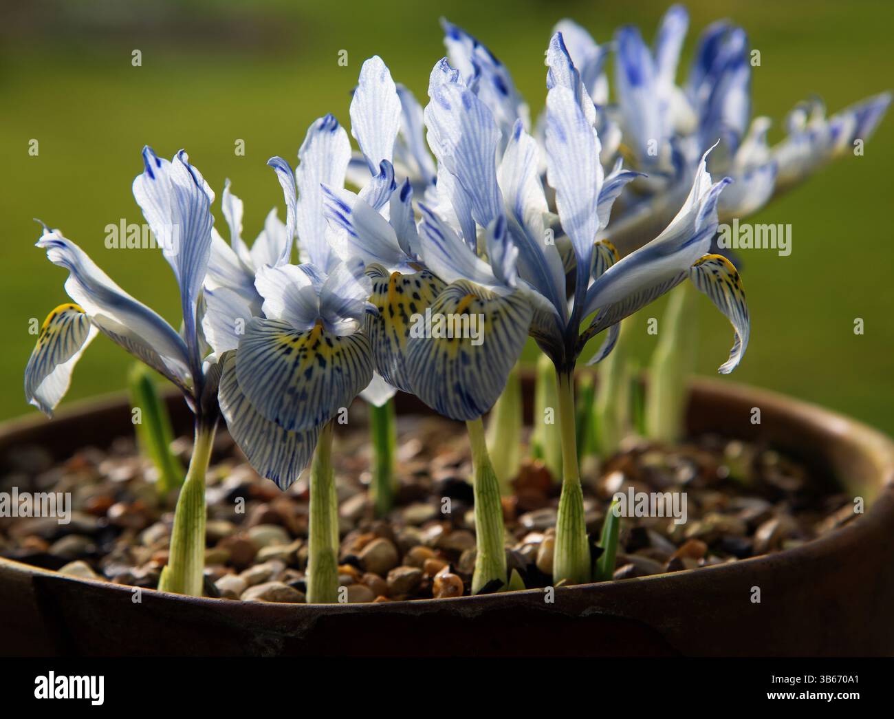 Iris reticulata "Katherine Hodgkin" Foto Stock
