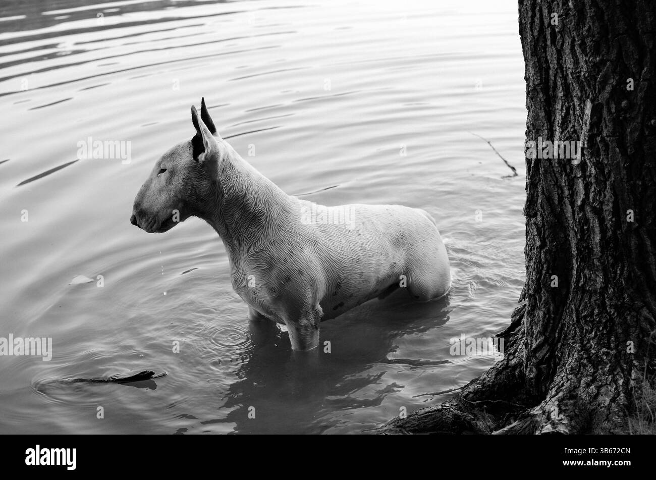 ritratto in bianco e nero di un toro bianco terrier seduto in acqua, felice vita da cane Foto Stock