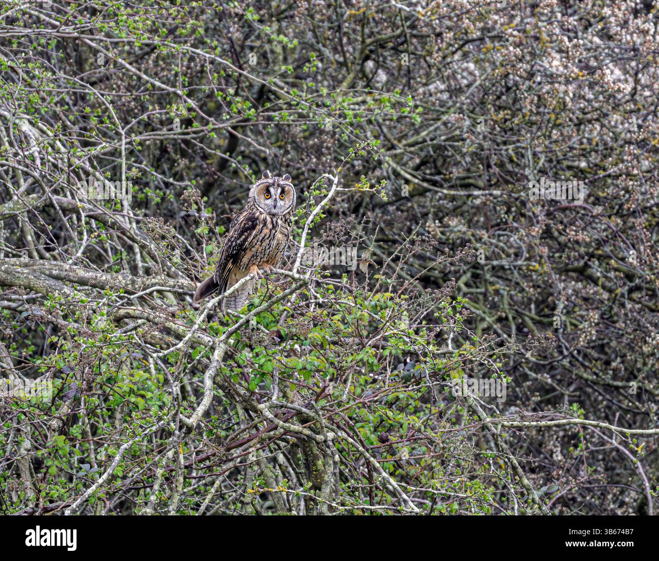 Un gufo dalle orecchie lunghe Asio otus che crea un discreto seguito nutrendosi durante le ore diurne. Thwaite Common, Erpingham, North East Norfolk, Regno Unito. Foto Stock