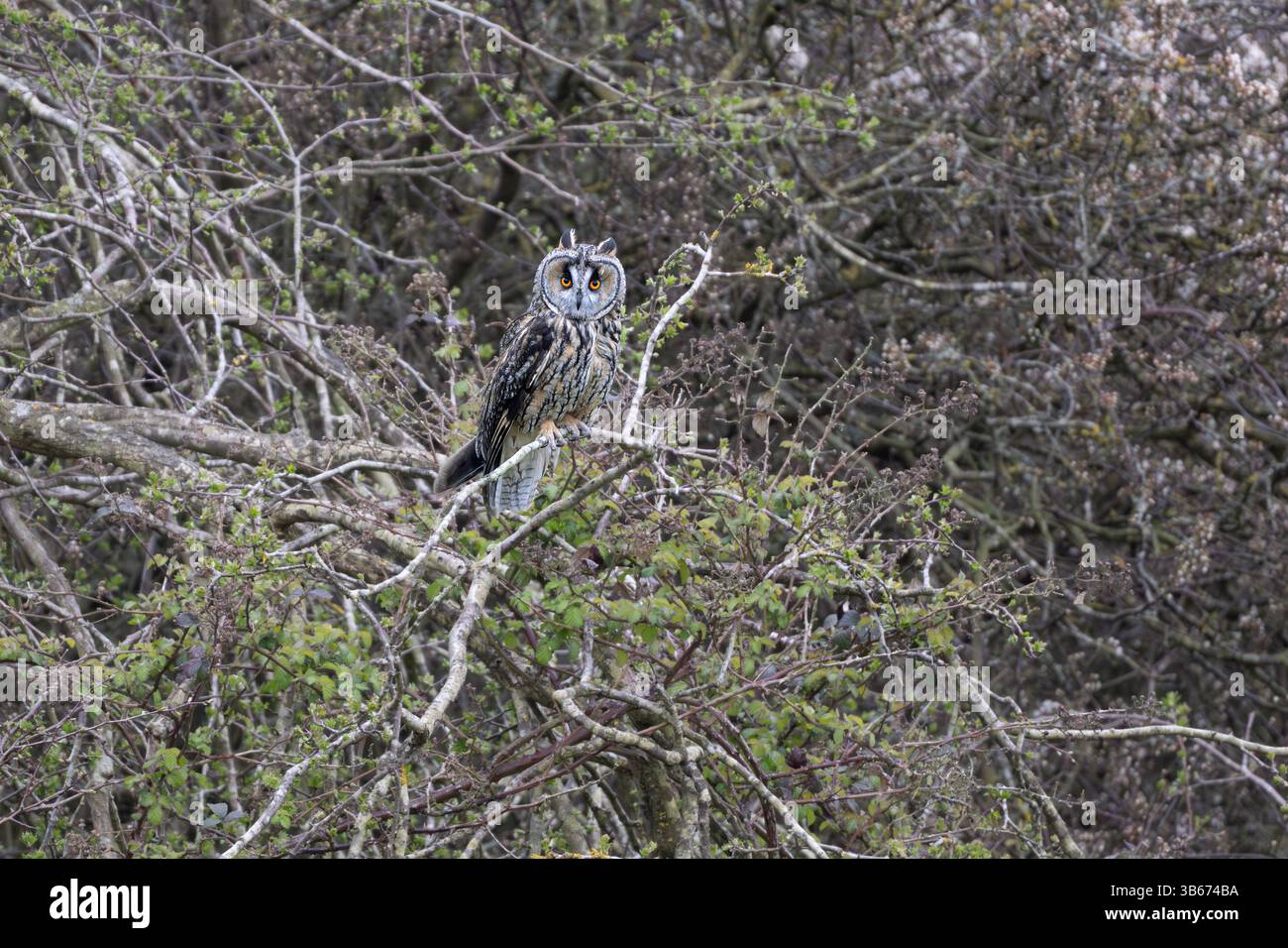 Un gufo dalle orecchie lunghe Asio otus che crea un discreto seguito nutrendosi durante le ore diurne. Thwaite Common, Erpingham, North East Norfolk, Regno Unito. Foto Stock