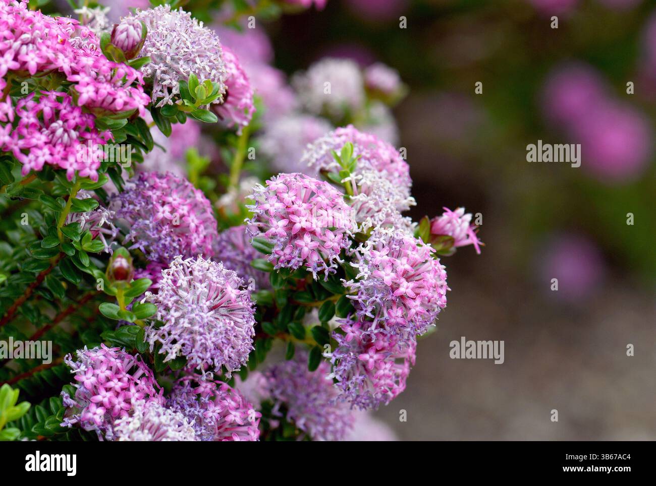 Fiori rosa della cultivar Deep Dream del fiore di riso Rose Banjine nativo dell'Australia, Pimelea rosea, famiglia Thymelaeaceae. Endemico di SW WA Foto Stock