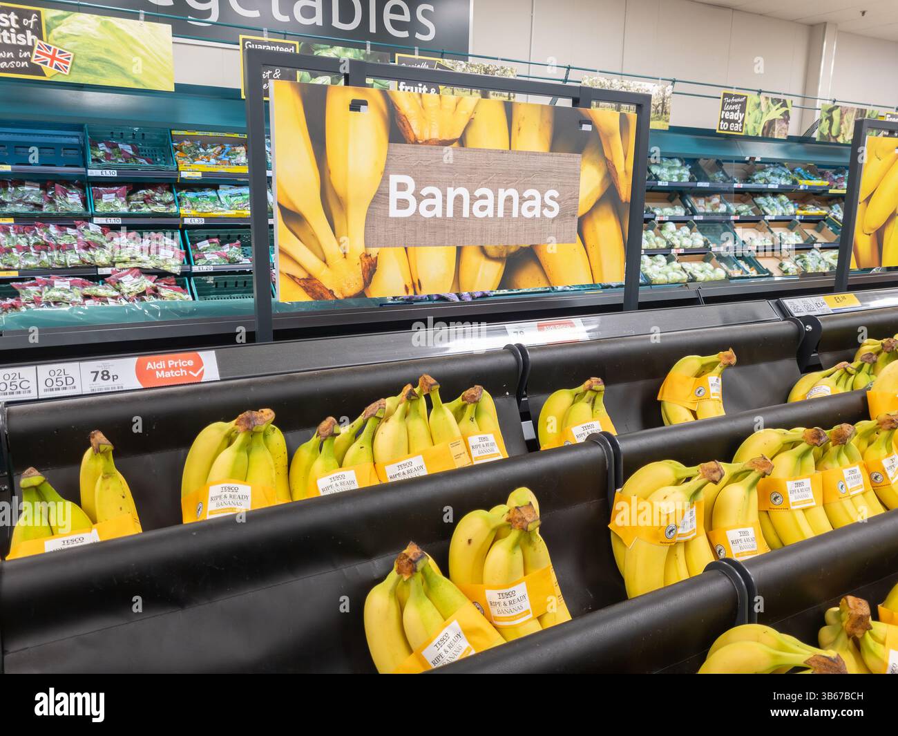 Mazzi di banane Cavendish gialle (anche nane Cavendish) in vendita al supermercato Tesco, Regno Unito. Concetto: Vendita di banane, malattia di panama, cultivar di banane Foto Stock