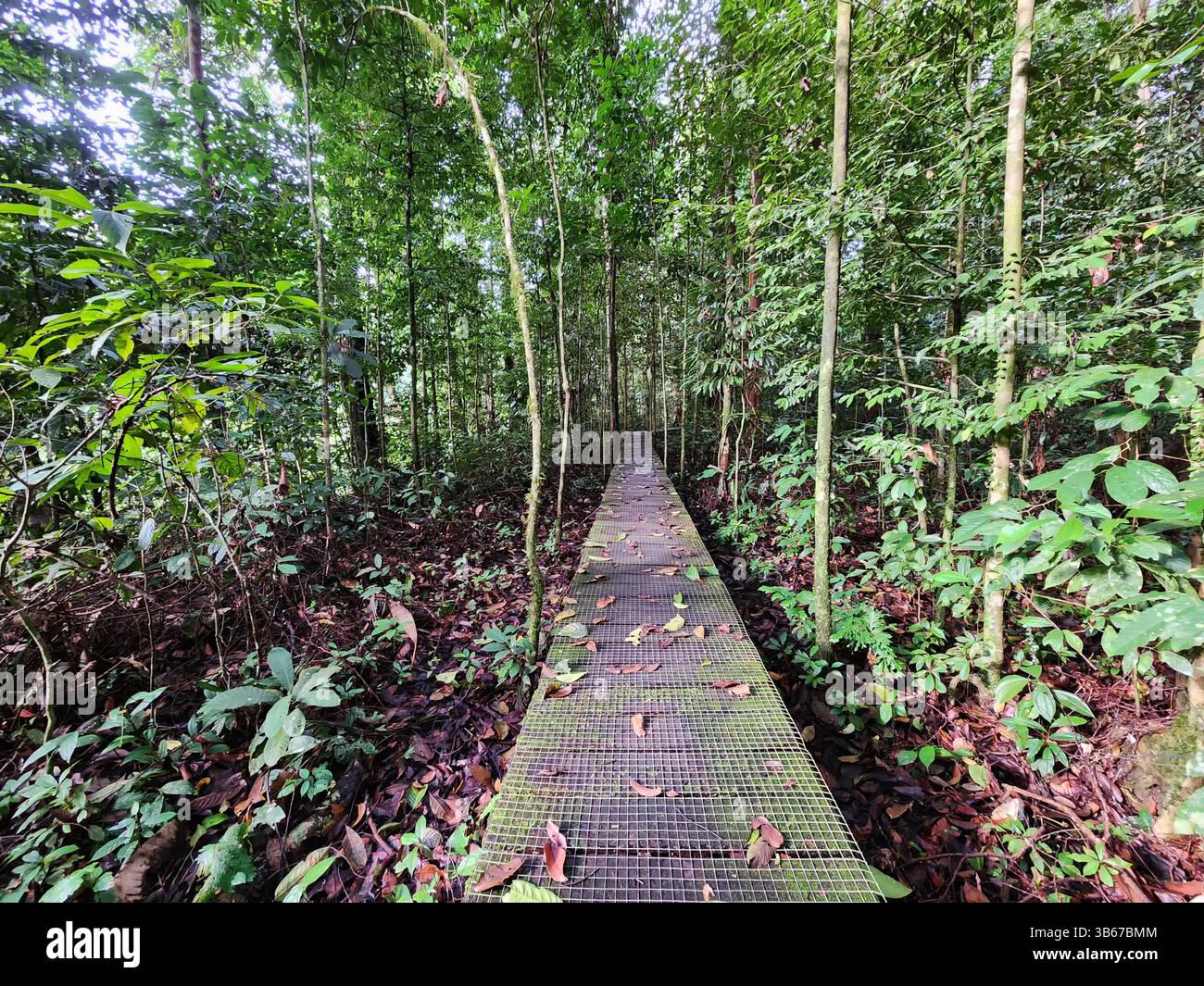 Passeggiata nella giungla della valle del Danum a Lahad Datu Foto Stock