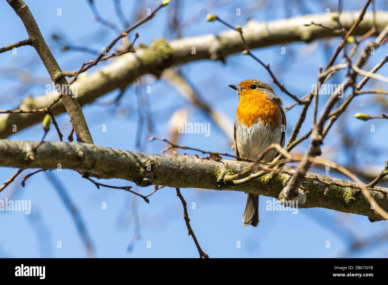 Un pettirosso su un ramo Foto Stock