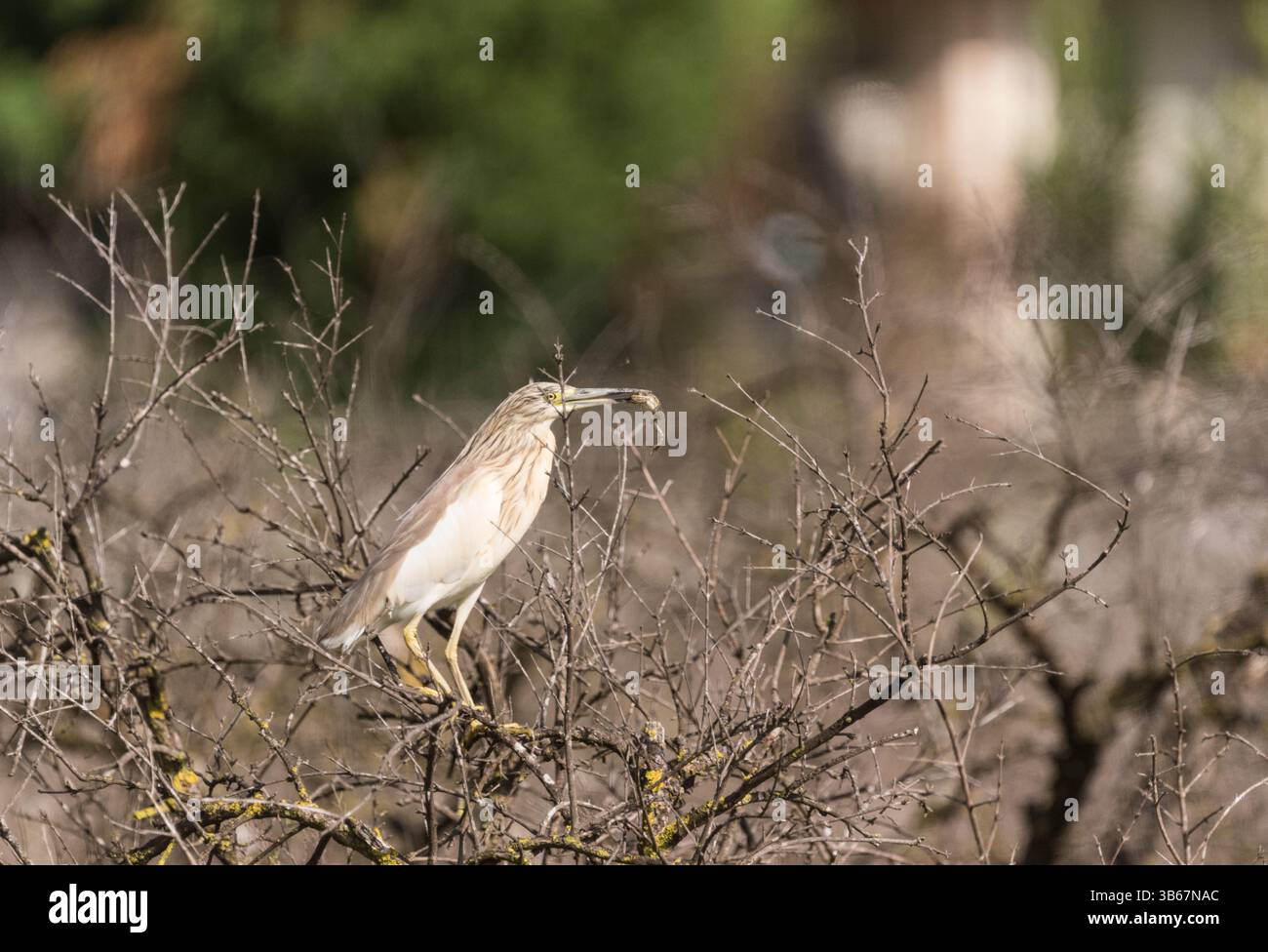Uno Squacco Heron (Ardeola ralloides) che è atterrato proprio accanto al veicolo esterno con una rana nel becco. SW Turkiye vicino a Sülüngür Gölü, SW Turkiye Foto Stock