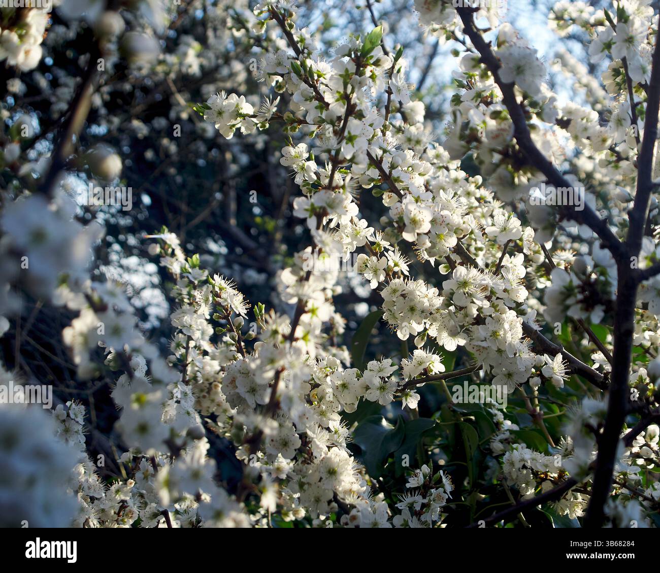 Fiori di Blackthorn (Prunus spinosa) retroilluminati dal sole mattutino in primavera Foto Stock