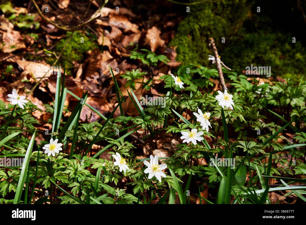 Anemone nemorosa (Anemone nemorosa) in fiore nel bosco, Devon, Inghilterra Foto Stock