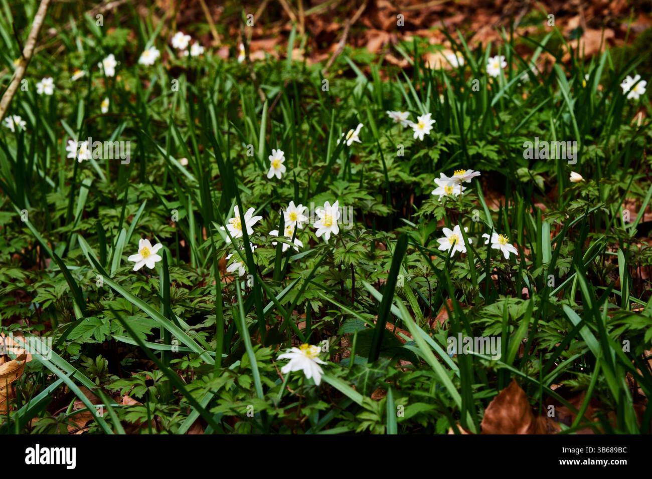 Anemone nemorosa (Anemone nemorosa) in fiore nel bosco, Devon, Inghilterra Foto Stock
